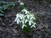 Schneeglöckchen.webp