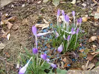 Wildkrokusse.webp