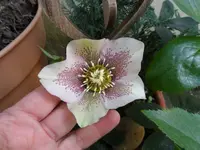 Lenzrose (1).webp