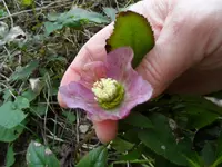 Lenzrose (5).webp