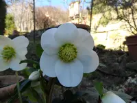 Lenzrose (6).webp