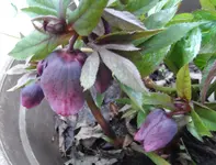 Lenzrose (8).webp