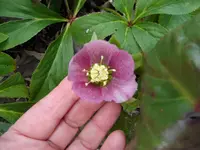 Lenzrose (10).webp