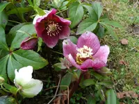 Lenzrose (7).webp