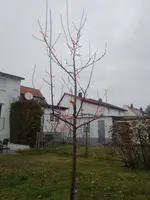 Apfelbaum.webp