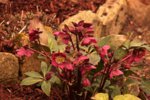Lenzrose_dunkelrot_bloom_900.JPG