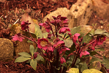 Lenzrose_dunkelrot_bloom_900.webp