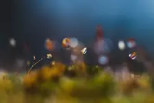 0M3A6497.webp
