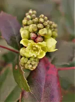 2019blmn01.webp