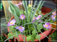 c063.webp
