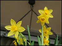c067.webp