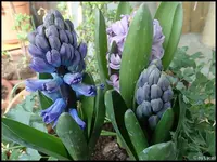 c070.webp