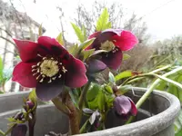 Lenzrose11.webp