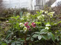 Lenzrose12 .webp