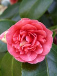P1090361Kamelie Einzelblüte.JPG