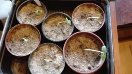 Okra Bangalore.webp