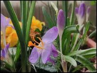 c073.webp
