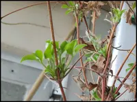 c075.webp