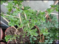 c076.webp