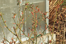 Rose_no name_Austrieb_900.webp