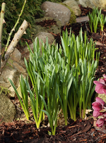 Camassia cussickii_700.webp