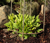 Phlox_Austrieb_800.webp