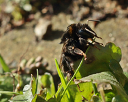 Hummel_nass_kalt2_900.webp