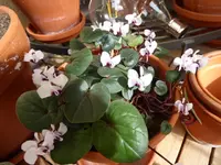 P1050370.webp