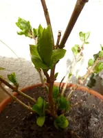 P1050371.webp