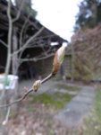 P1110990.JPG