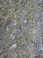 P1110991.webp