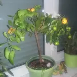 Citrus.webp Citrus.webp