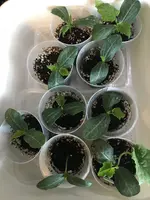 2019-03-08 Luffa.webp
