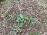 P1110996.webp