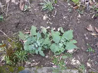 P1120012.webp