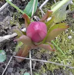 Lenzrose_ (1).webp