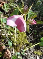 Lenzrose_ (2).webp