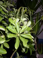 Palme_u_Pflanze_Keller (6).webp