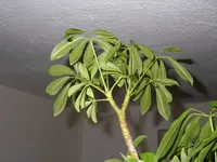 Palme_u_Pflanze_Keller (7).webp