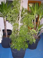 Palme_u_Pflanze_Keller (8).webp