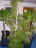 Palme_u_Pflanze_Keller (9).webp