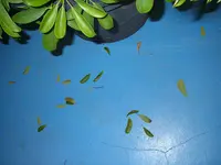 Palme_u_Pflanze_Keller (10).webp