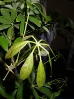 Palme_u_Pflanze_Keller (11).webp