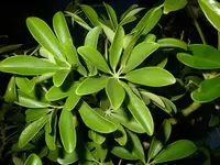 Palme_u_Pflanze_Keller (12).webp