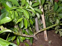 Palme_u_Pflanze_Keller (13).webp