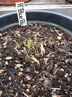 20190310_151213.webp