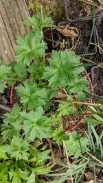 IMG_20190309_140517.webp