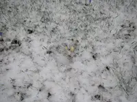 Schnee_11_03_2019 (4).webp
