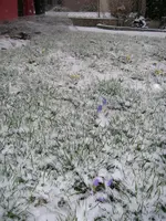 Schnee_11_03_2019 (5).webp