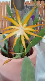 Epi Frühlingsreigen.webp